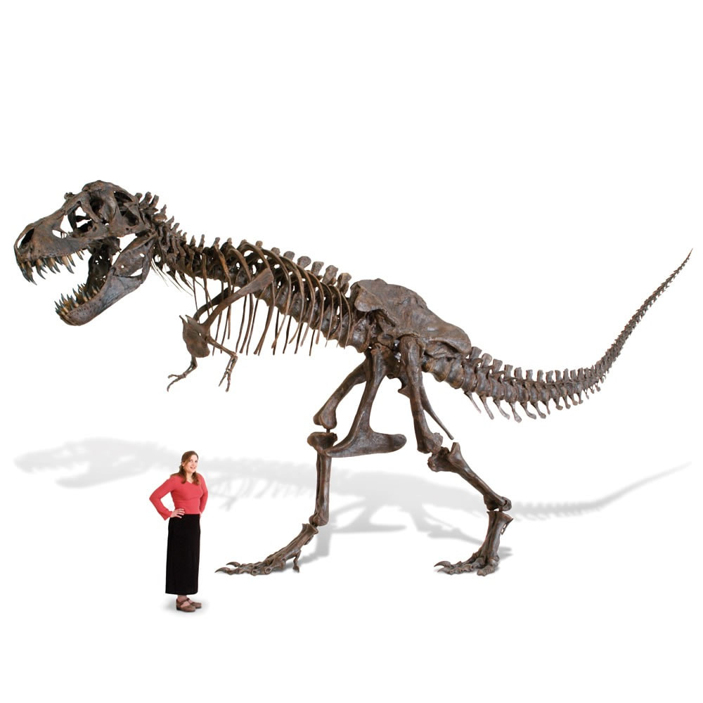 The Life Size Tyrannosaurus Skeleton
